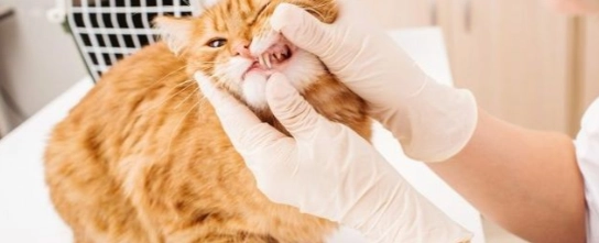 Фото галереи 3