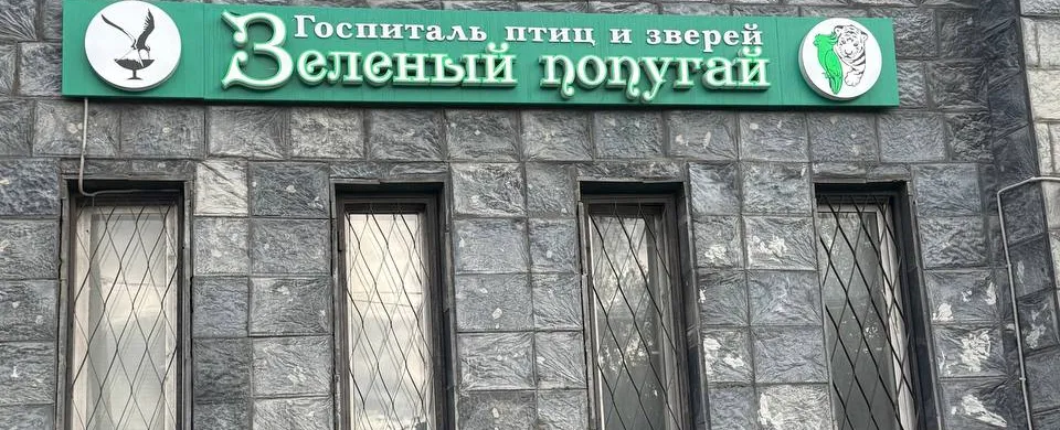 Фото клиники Зеленый попугай 1