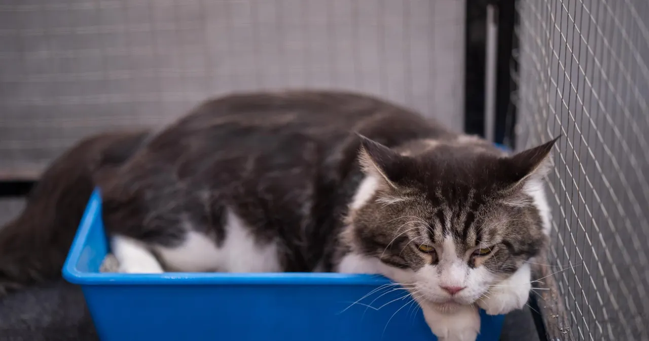 Почему кошка ест наполнитель для туалета: что делать