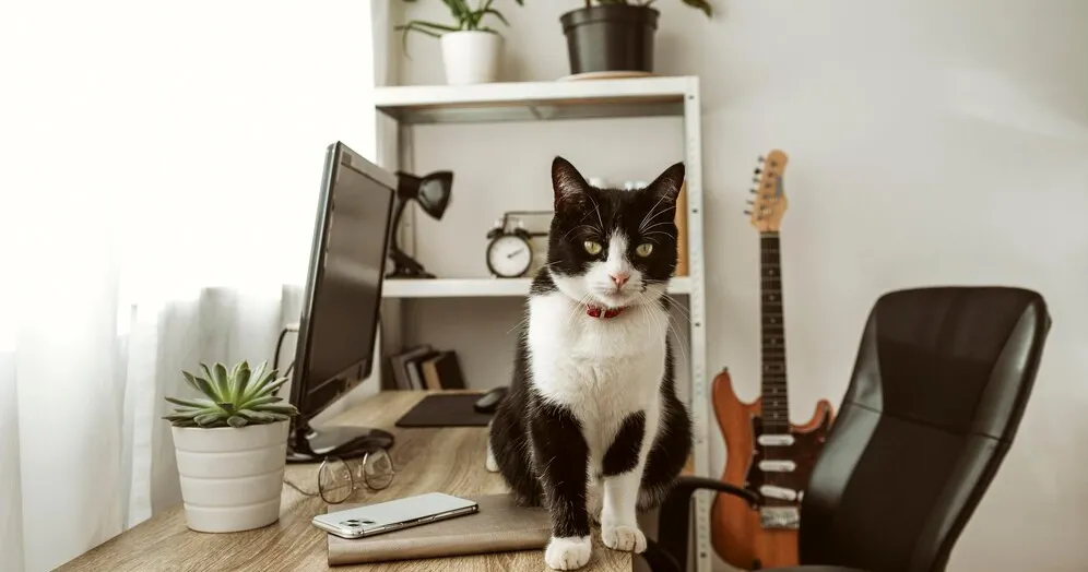 Как отучить кота грызть провода и зарядки Как отучить кота грызть провода и зарядки
