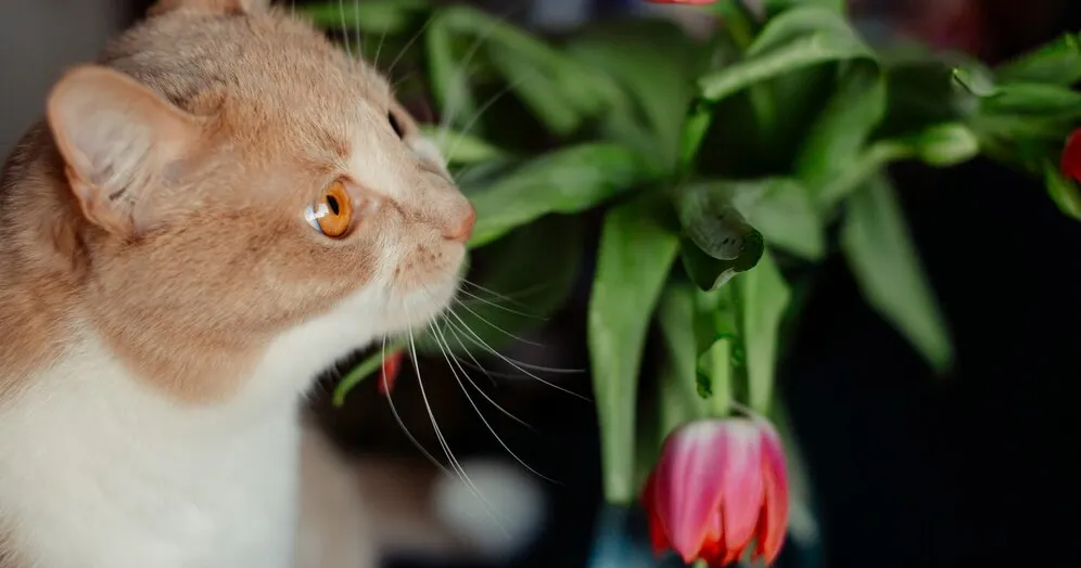 Сколько дней кошка просит кота и орет во время течки? Сколько дней кошка просит кота и орет во время течки?