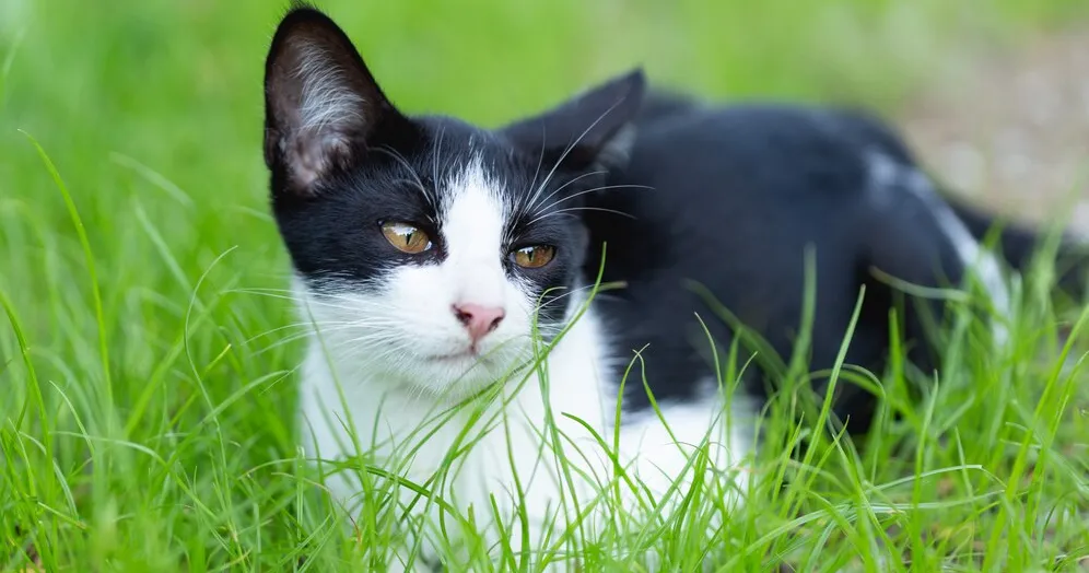 Кота укусила оса: как понять, что делать, фото Кота укусила оса: как понять, что делать, фото