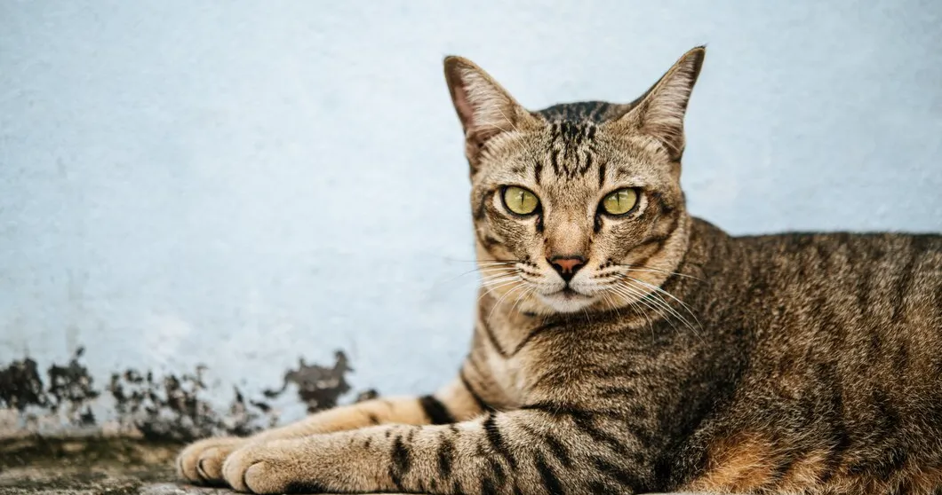 Холангит у кошек: симптомы и лечение Холангит у кошек: симптомы и лечение