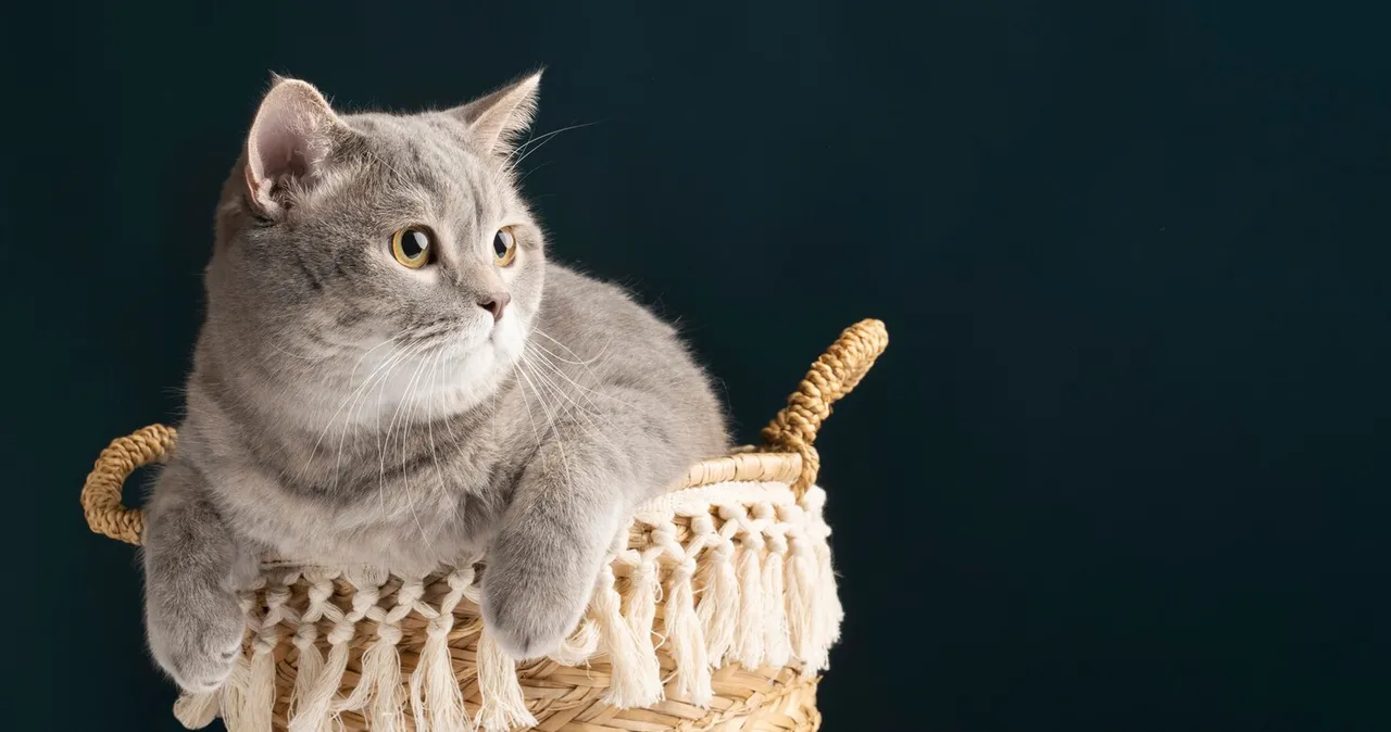 У кота отказали задние лапы: причины и что делать У кота отказали задние лапы: причины и что делать