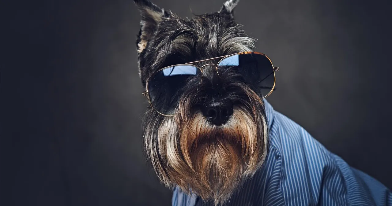 Воспаление третьего века у собаки: фото, лечение Воспаление третьего века у собаки: фото, лечение