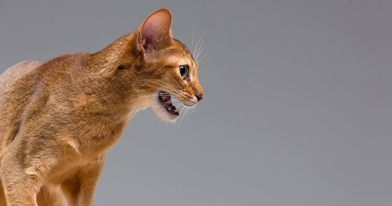 Кошка орет, хочет кота: что делать, как успокоить Кошка орет, хочет кота: что делать, как успокоить