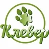 Клевер