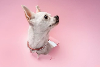 Анемия у собак: причины, симптомы и лечение