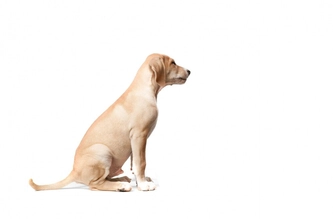 Почему собака ездит на попе: причины, что делать, лечение