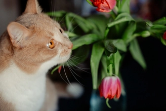 Сколько дней кошка просит кота и орет во время течки?