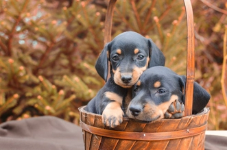 Щенок скулит в вольере: что делать и как отучить?