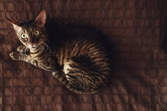 Почему кошка орет по ночам: как успокоить и отучить