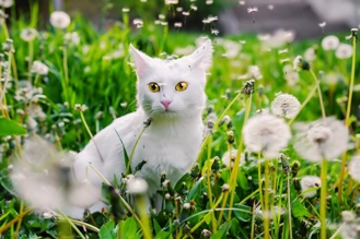 Кошку укусила змея: что делать, симптомы