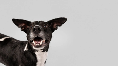 У собаки шатаются зубы: что делать