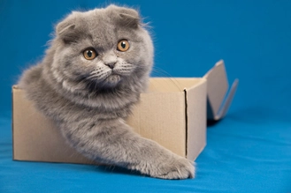 Свищ у кошки: причины, как лечить + фото