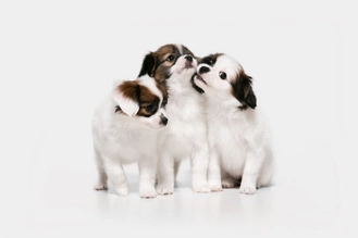 Чумка у собак: симптомы и лечение в домашних условиях