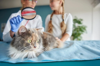 Цистит у кошек: симптомы, лечение в домашних условиях