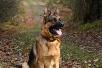 Немецкая овчарка: особенности породы, окрасы, характер + фото