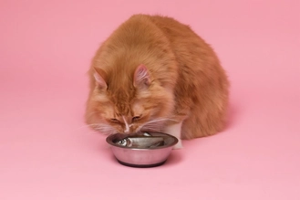 Можно ли кошкам рыбу: рекомендации ветеринарного врача