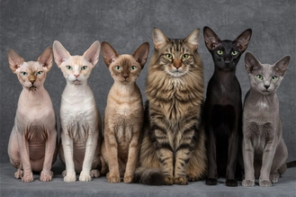 Гипоалергенные кошки: список пород от фелинологов
