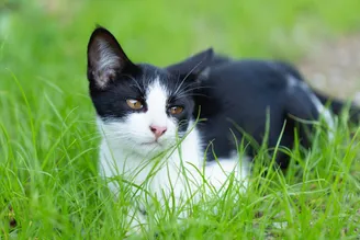 Кота укусила оса: как понять, что делать, фото
