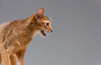Кошка орет, хочет кота: что делать, как успокоить