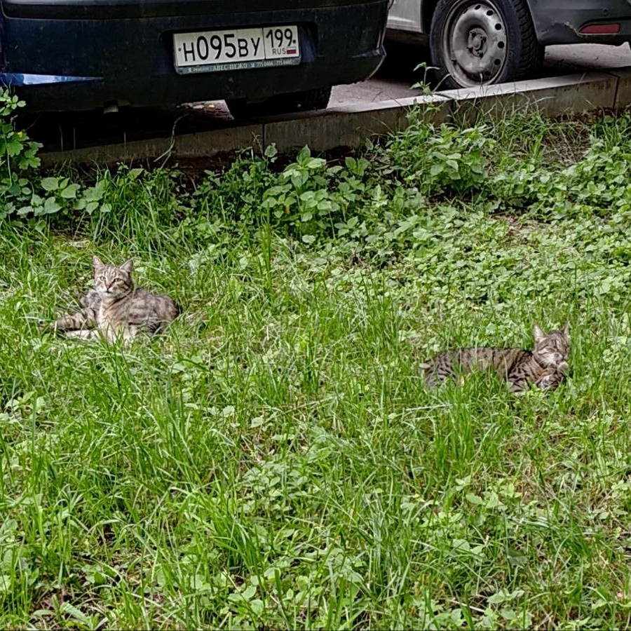 калинина полина викторовна