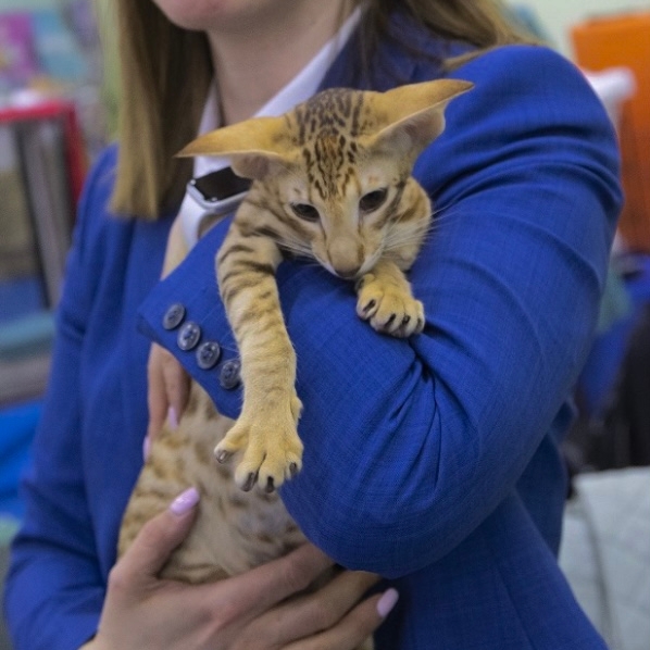 Большова Ольга Андреевна