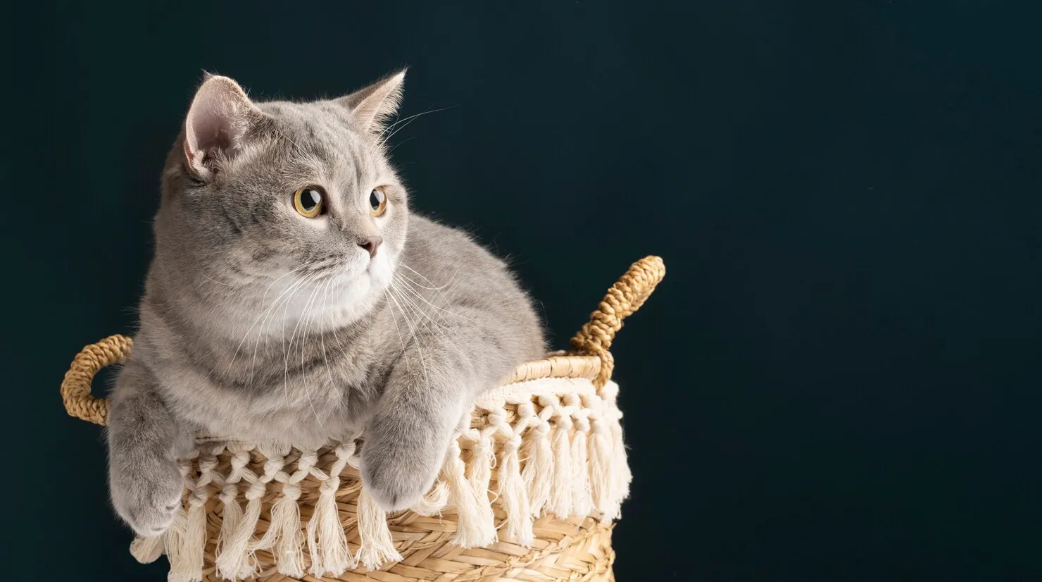 У кота отказали задние лапы: причины и что делать У кота отказали задние лапы: причины и что делать