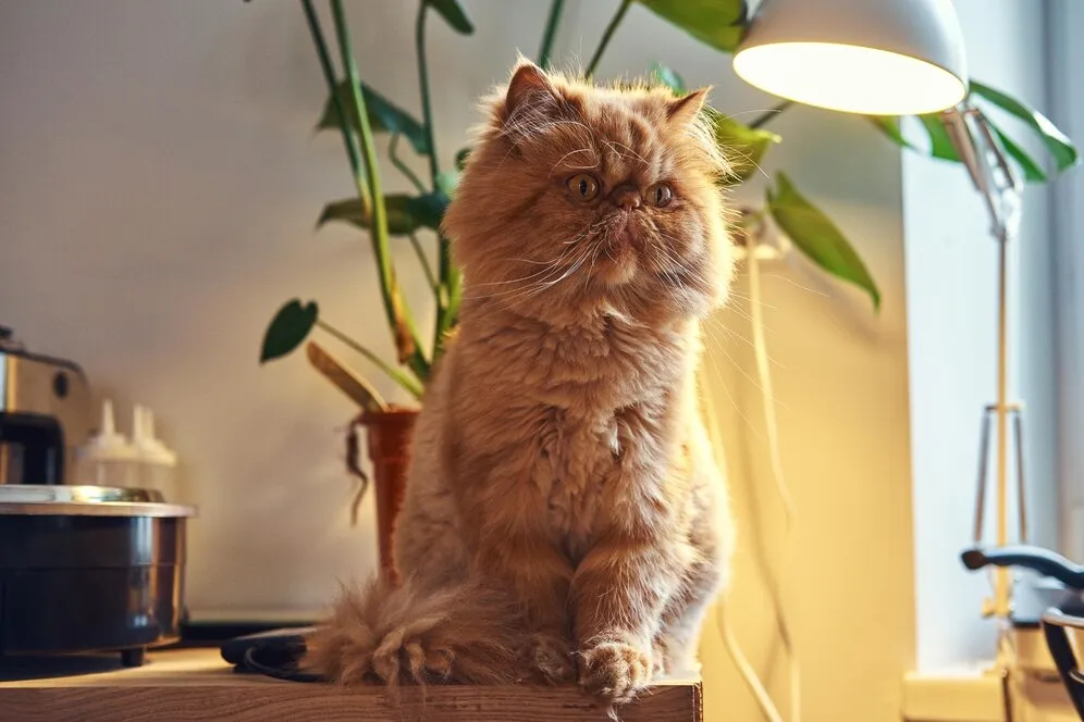 Бельмо на глазу у кошки: причины, лечение + фото Бельмо на глазу у кошки: причины, лечение + фото