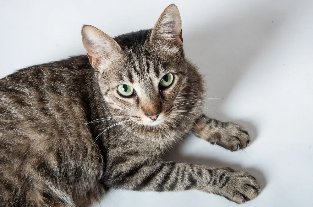 Демодекоз у кошек: симптомы, лечение, как выглядит + фото Демодекоз у кошек: симптомы, лечение, как выглядит + фото