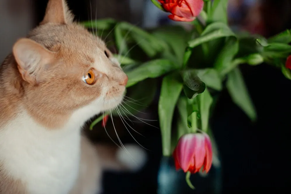 Сколько дней кошка просит кота и орет во время течки? Сколько дней кошка просит кота и орет во время течки?