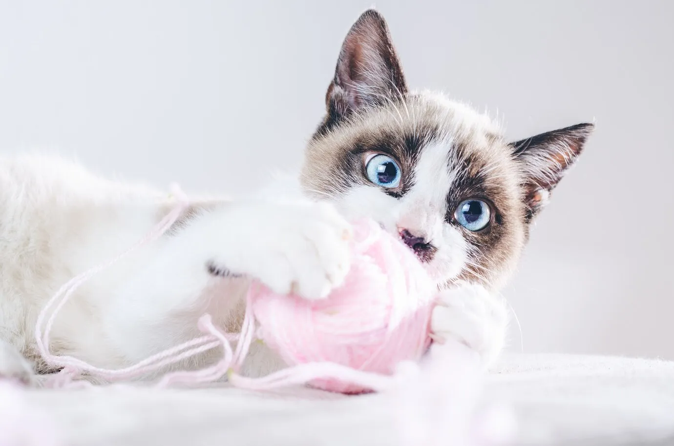 Чумка у кошек: симптомы и лечение в домашних условиях + фото Чумка у кошек: симптомы и лечение в домашних условиях + фото