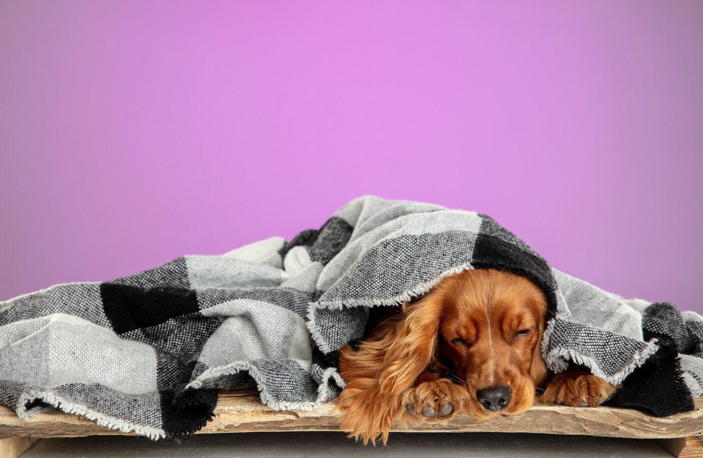 The dog sleeps a lot: reasons, is it normal?